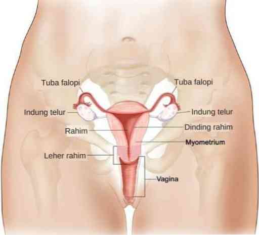 Stellung gebärmutter gekippt nach hinten welche Geknickte Gebärmutter